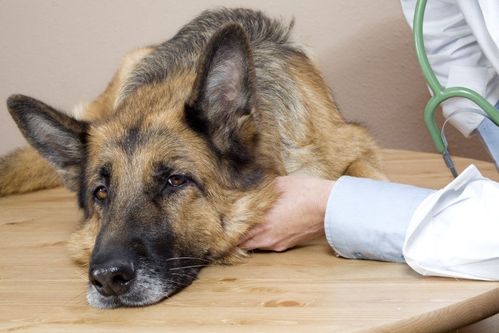 Kranker Hund beim Arzt