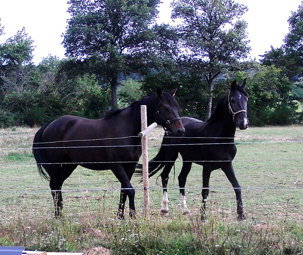 Curcuma bei Pferden - Zwei Pferde auf einer Koppel