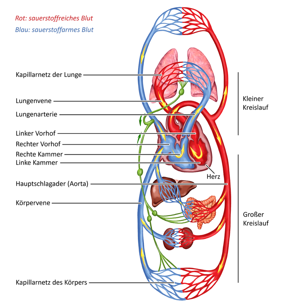 Blutkreislauf
