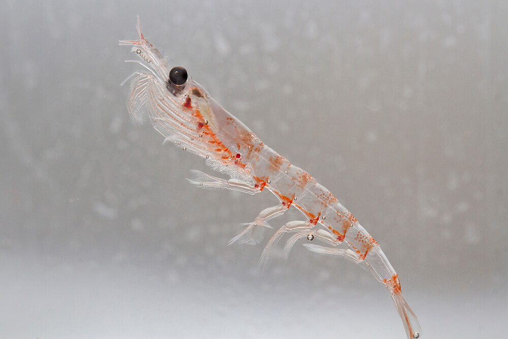 Antarktischer Krill